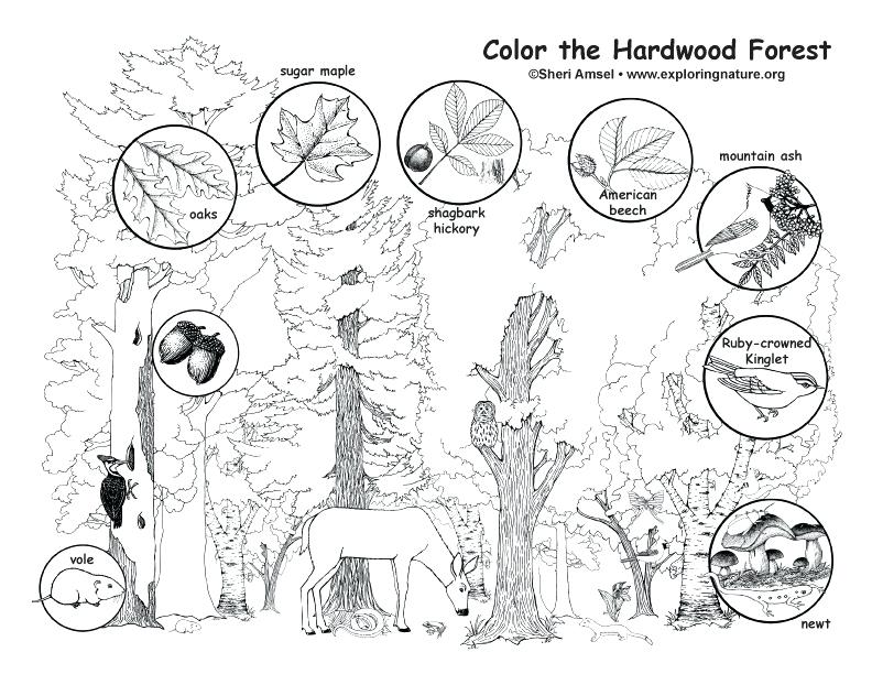 792x612 Forest Coloring Page Enchanted Forest Colouring Pages Free