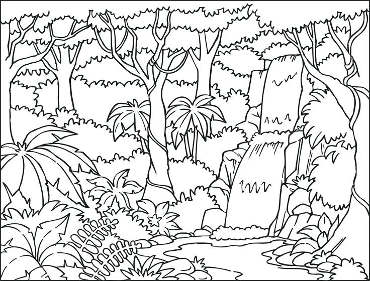 736x560 Forest Coloring Pages Free Printable Woodland Animals Coloring