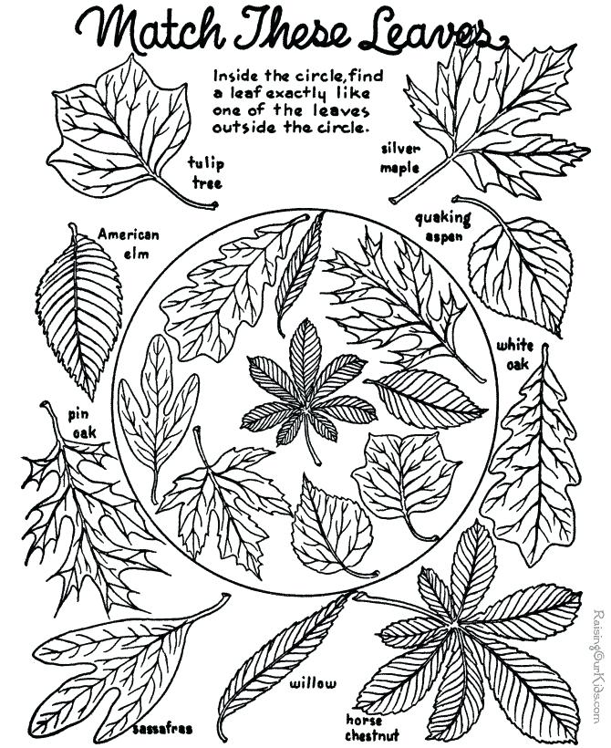 670x820 Free Fall Coloring Pages For Kindergarten Free Fall Coloring Pages