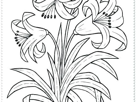 440x330 Flower Coloring Pages Free Download Lily Flowers To Color Flowers