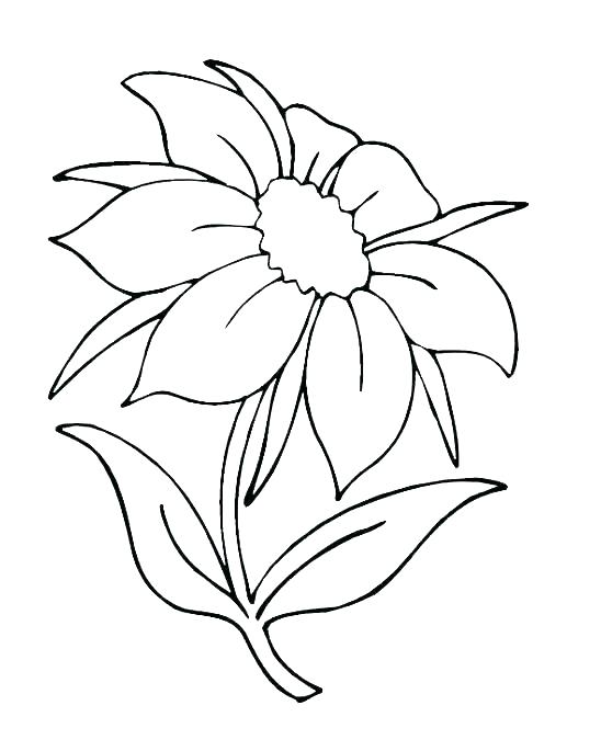 548x685 Flower Coloring Pages Printable Free Rose Flower Coloring Pages