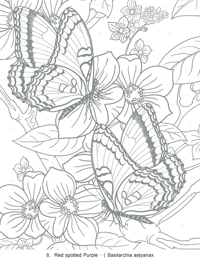 650x842 New Flower Coloring Pages For Adults And Butterflies Coloring