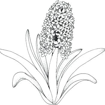 350x350 Flowers Coloring Pages