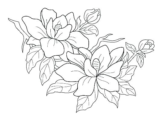 550x392 Flower Coloring Pages Free Coloring Pages For Kids Flowers