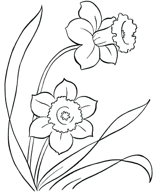 550x672 Flower Coloring Pages Free Printable Hibiscus Flower Coloring