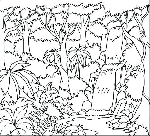 512x463 Coloring Pages Of Rainforest Animals Rain Forest Coloring Pages