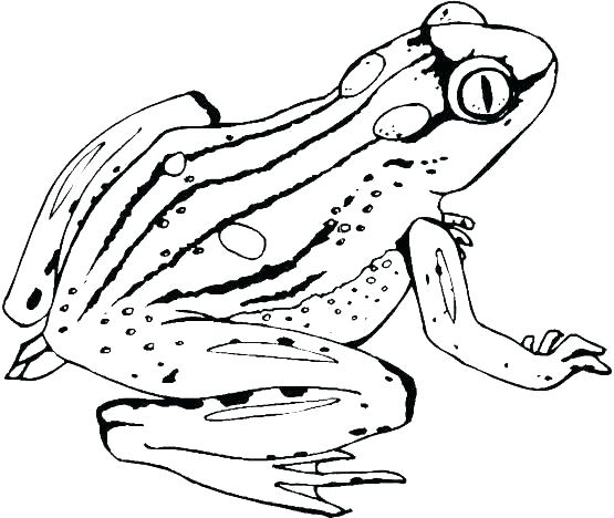 555x468 Free Frog Coloring Pages Coloring Page Of A Frog Frog Coloring