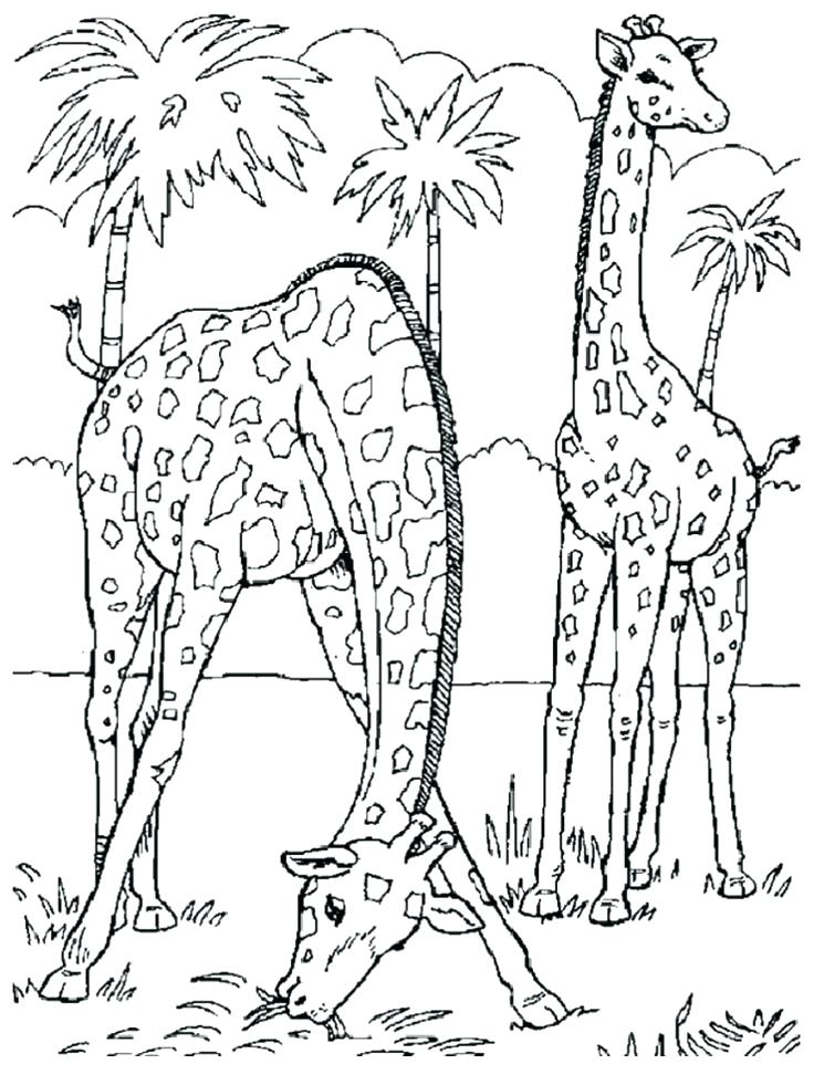 736x981 Giraffe Coloring Pages Giraffe Coloring Pages Plus Giraffe