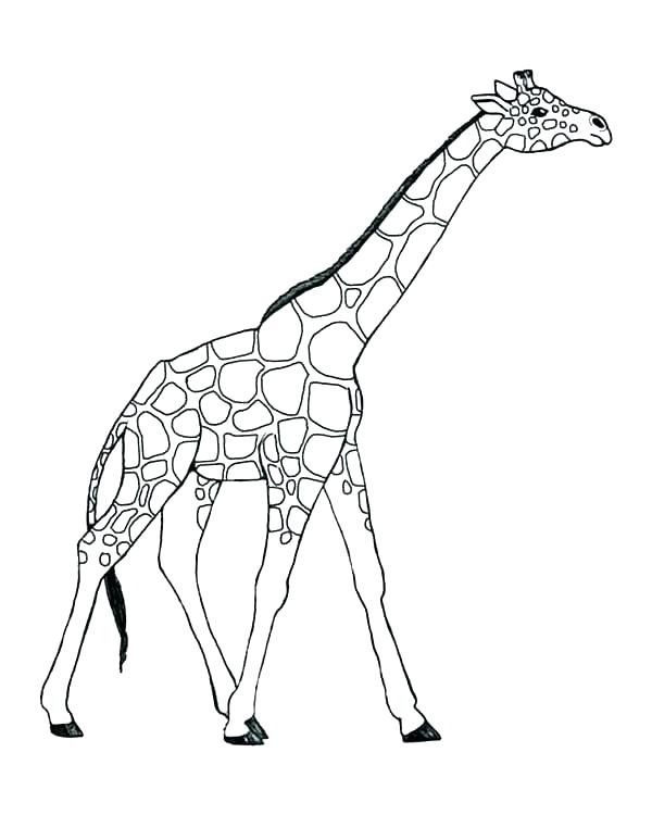 600x773 Giraffe Coloring Pages To Print Giraffe Coloring Pages Coloring