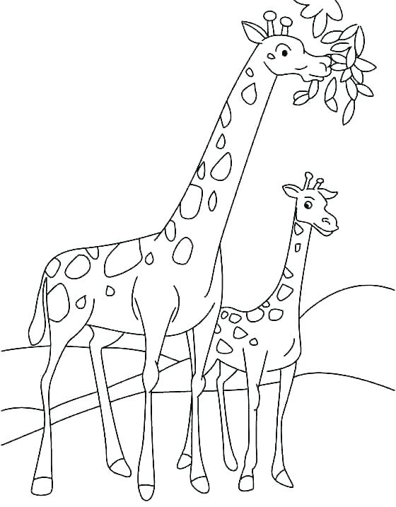 560x717 Giraffes Coloring Pages Coloring Page Giraffe Pictures Of Giraffes