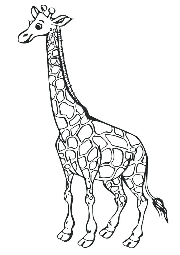 620x875 Giraffes Coloring Pages Sweet Giraffe Coloring Page Free Printable