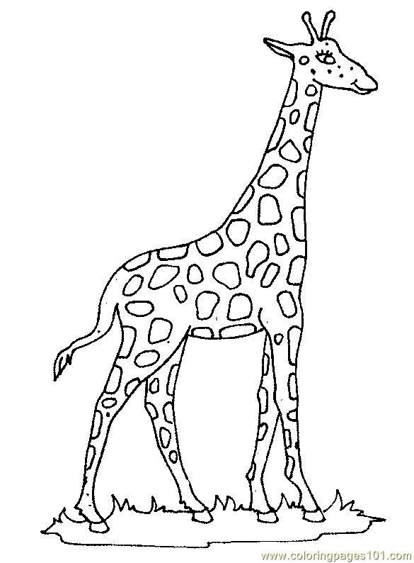 585x794 Printable Giraffe Pictures Giraffe Coloring Page Free Giraffe