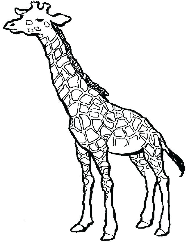 650x830 Cute Giraffe Coloring Pages
