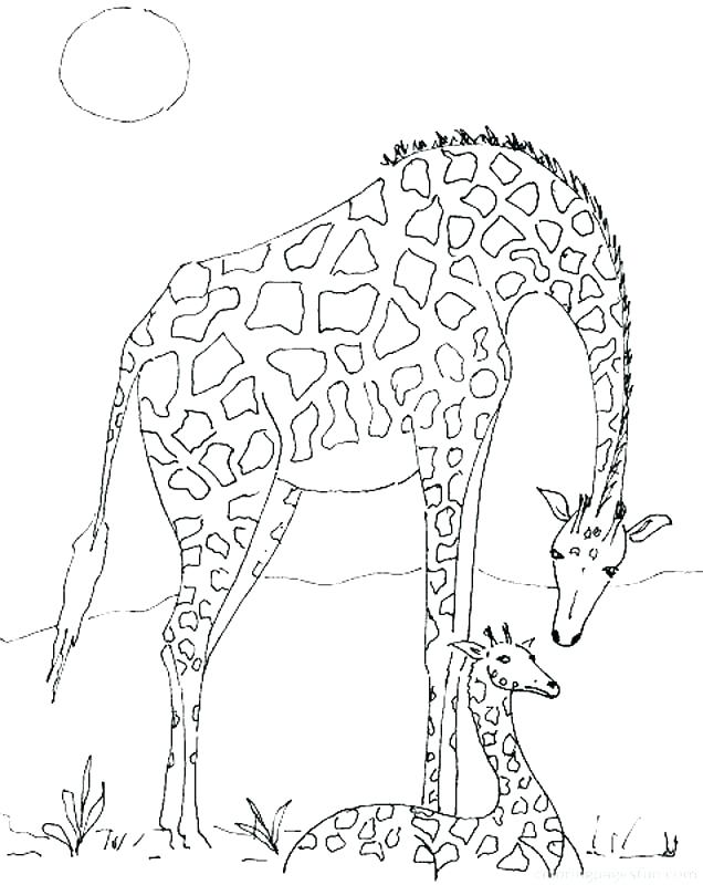 636x800 Giraffe Coloring Pages To Print Vanda