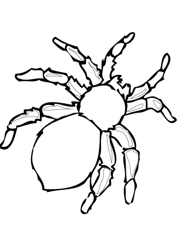 615x796 Spider Coloring Spider Color Page Medium Size Of Coloring Pages