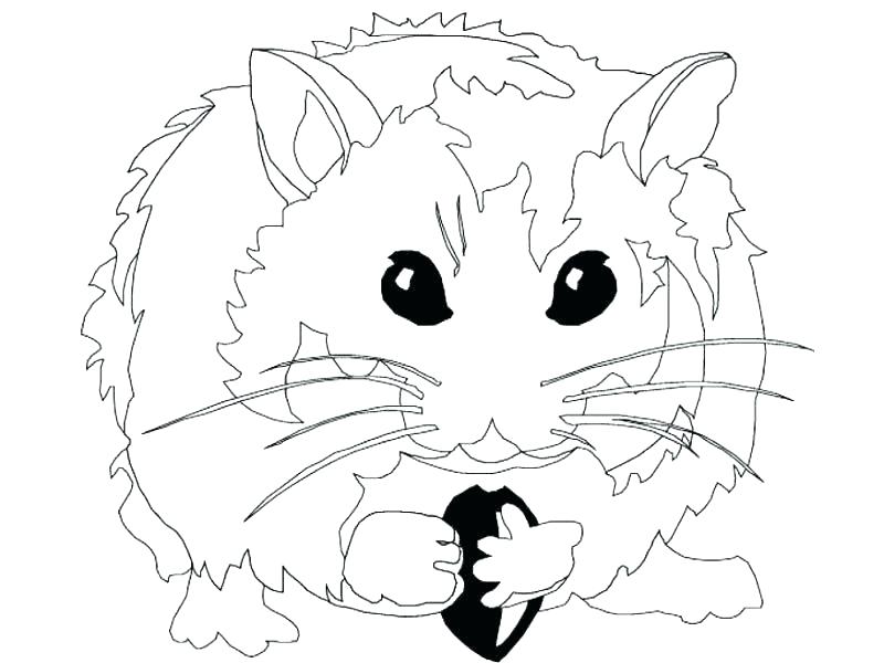 800x600 Hamster Coloring Pages Printable Free Printable Hamster Coloring