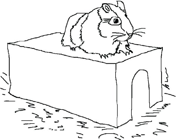 600x478 Hamster Coloring Sheet A Hamster On Its Limps In Guinea Pig