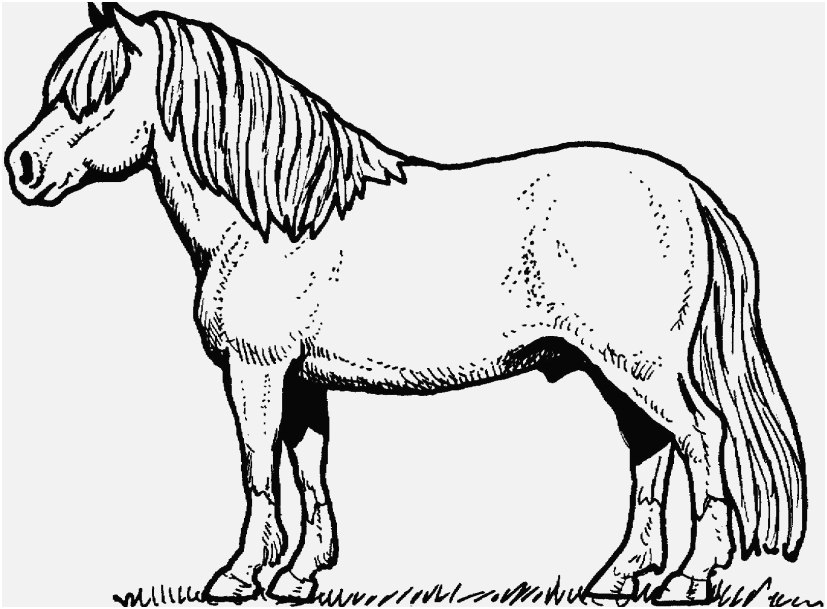 827x609 Free Horse Coloring Pages Picture Horse Coloring Pages