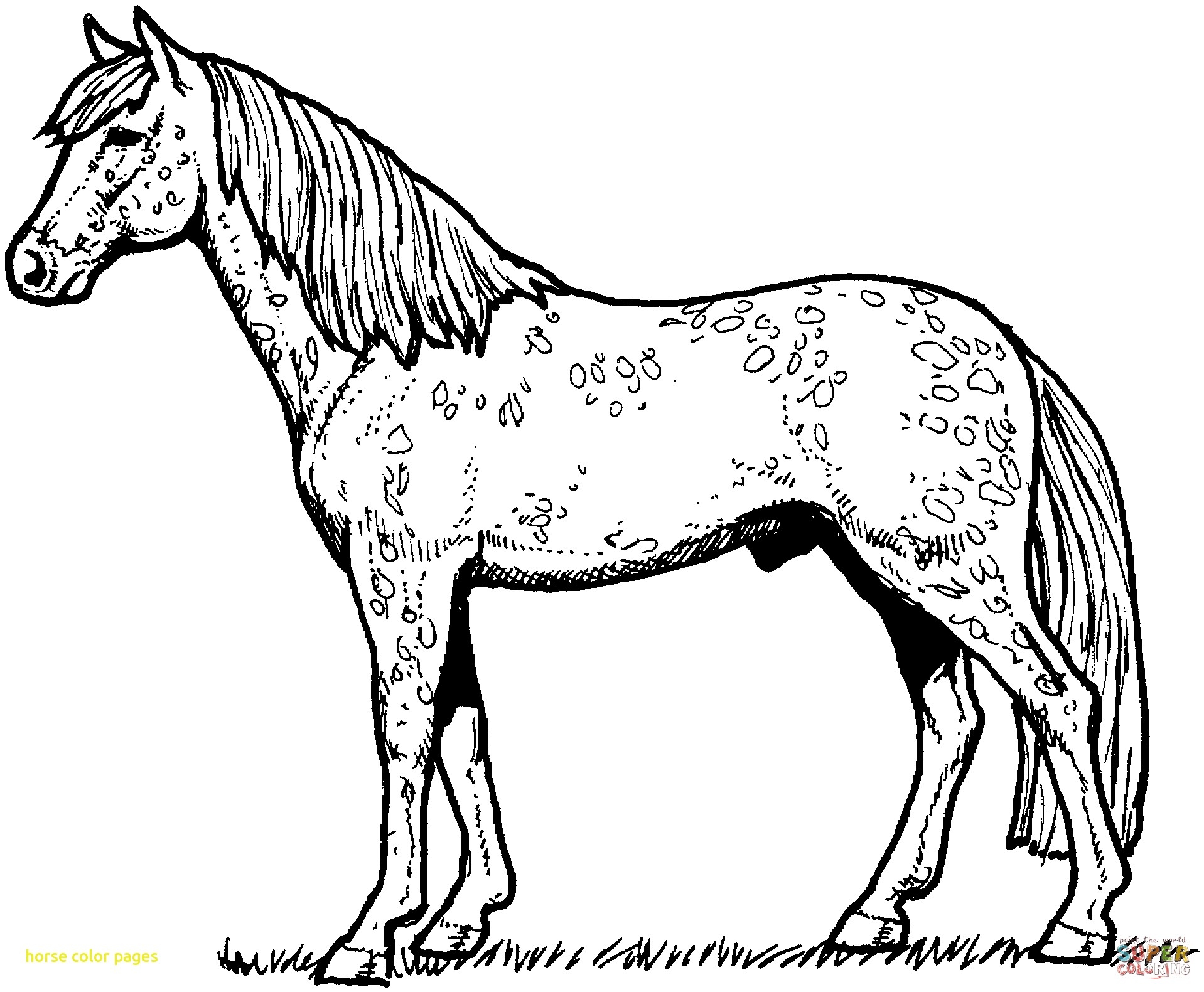 1918x1581 Free Printable Coloring Pages Horses Printable Coloring Page New