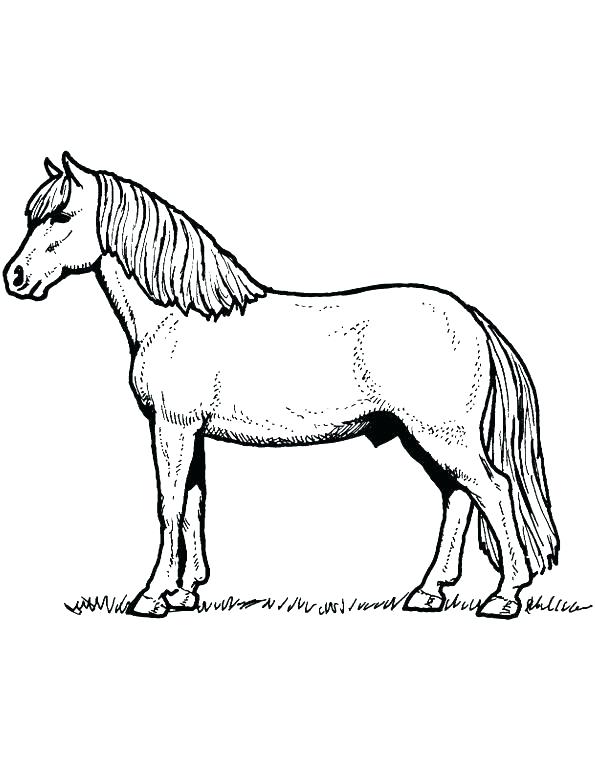 595x770 Horse Color Pages