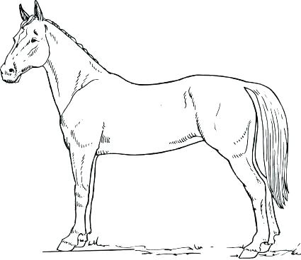 425x368 Free Horse Colouring Pages Online