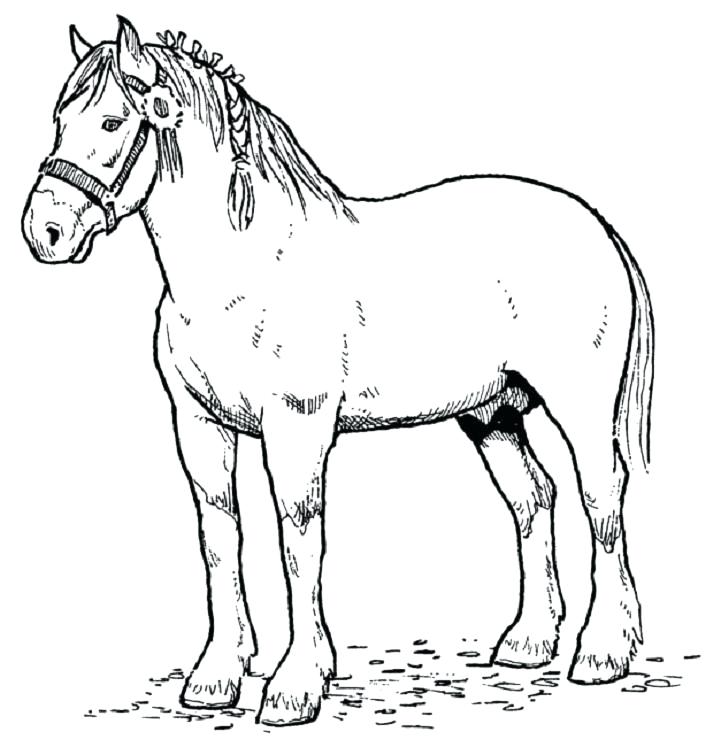 721x747 Horse Color Pages