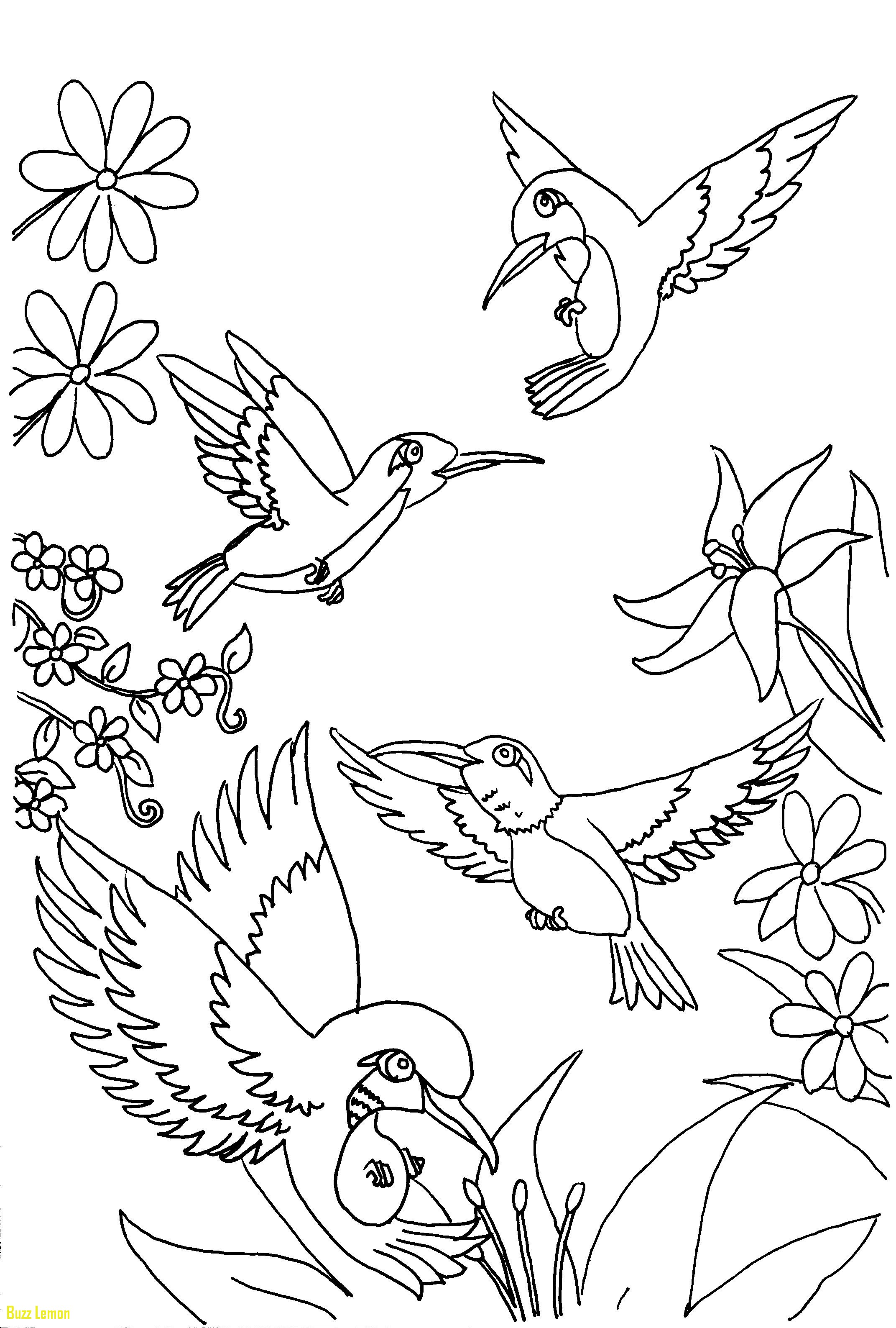 2143x3174 Fresh Coloring Page Hummingbird Buzz Coloring