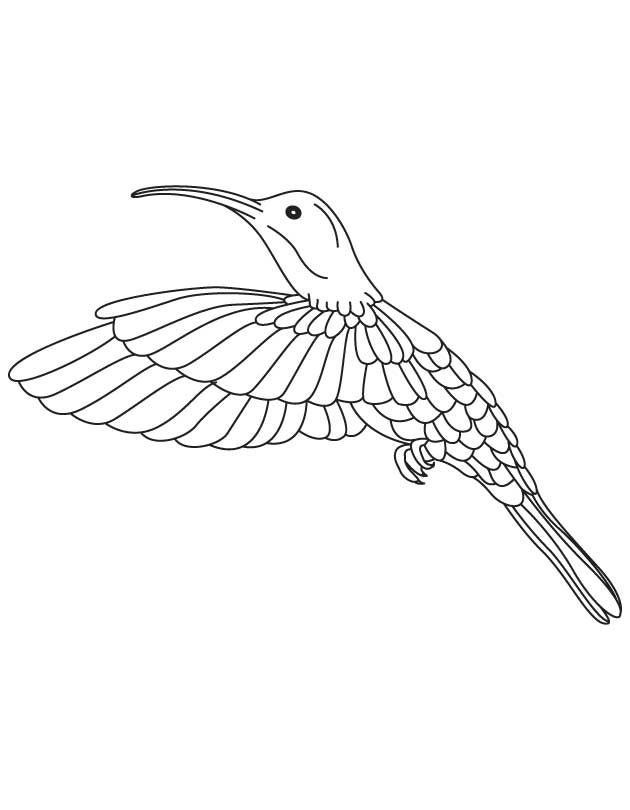 630x810 Hummingbird Coloring Page Many Interesting Cliparts