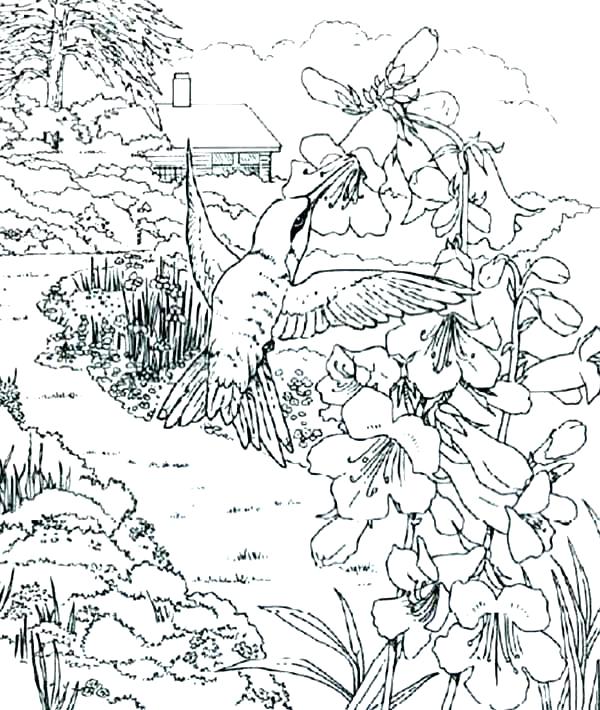 600x710 Hummingbird Coloring Page Simple Hummingbird Coloring Page Fee