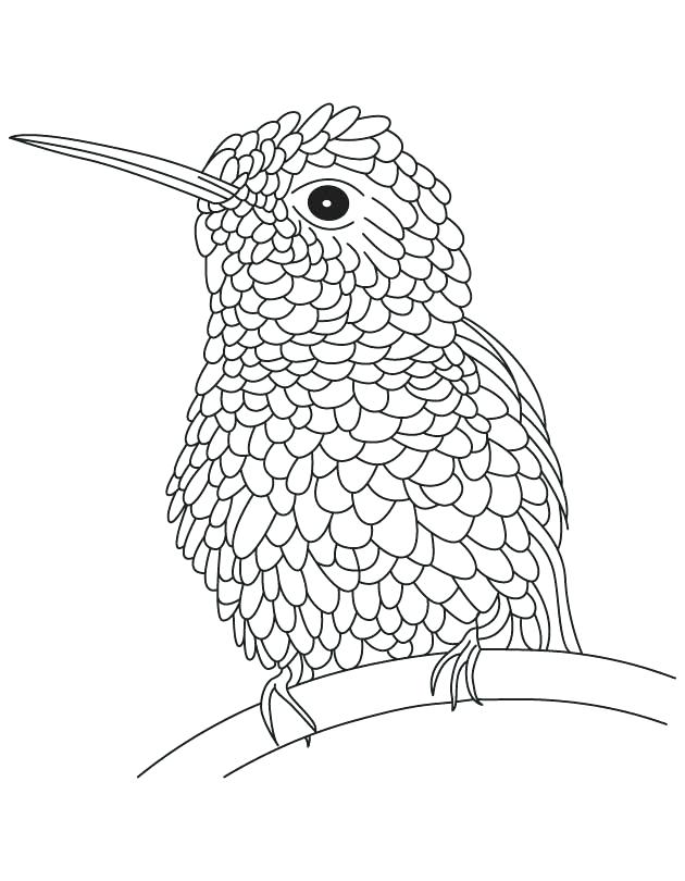 630x810 Hummingbird Coloring Pages Textured Hummingbird Coloring Page