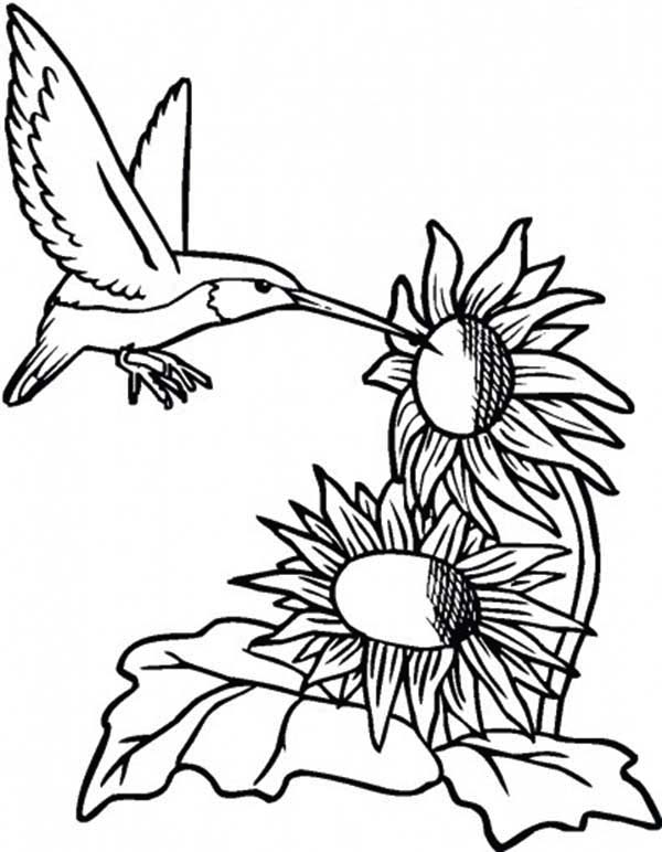600x772 Sunflower And Hummingbird Coloring Page