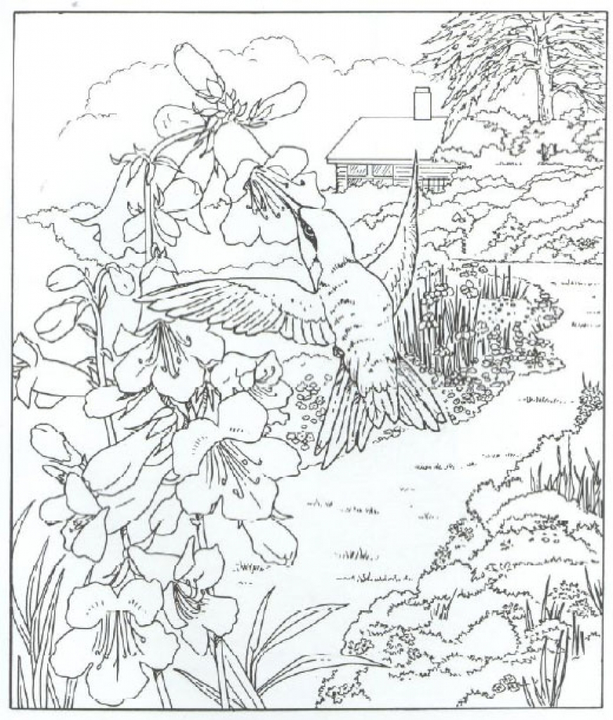 872x1024 Very Detailed Realistic Hummingbird Coloring Page For Adults Free