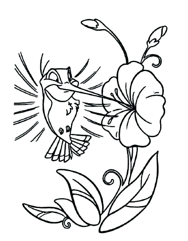 Free Hummingbird Coloring Pages at GetDrawings | Free download