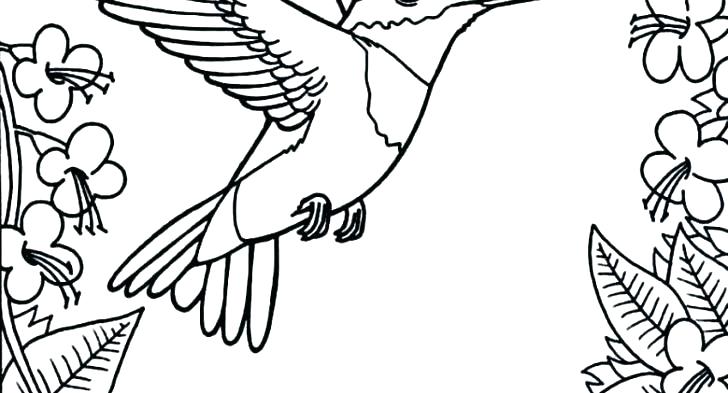728x393 Coloring Pages Of Hummingbirds Hummingbird Coloring Pages Free