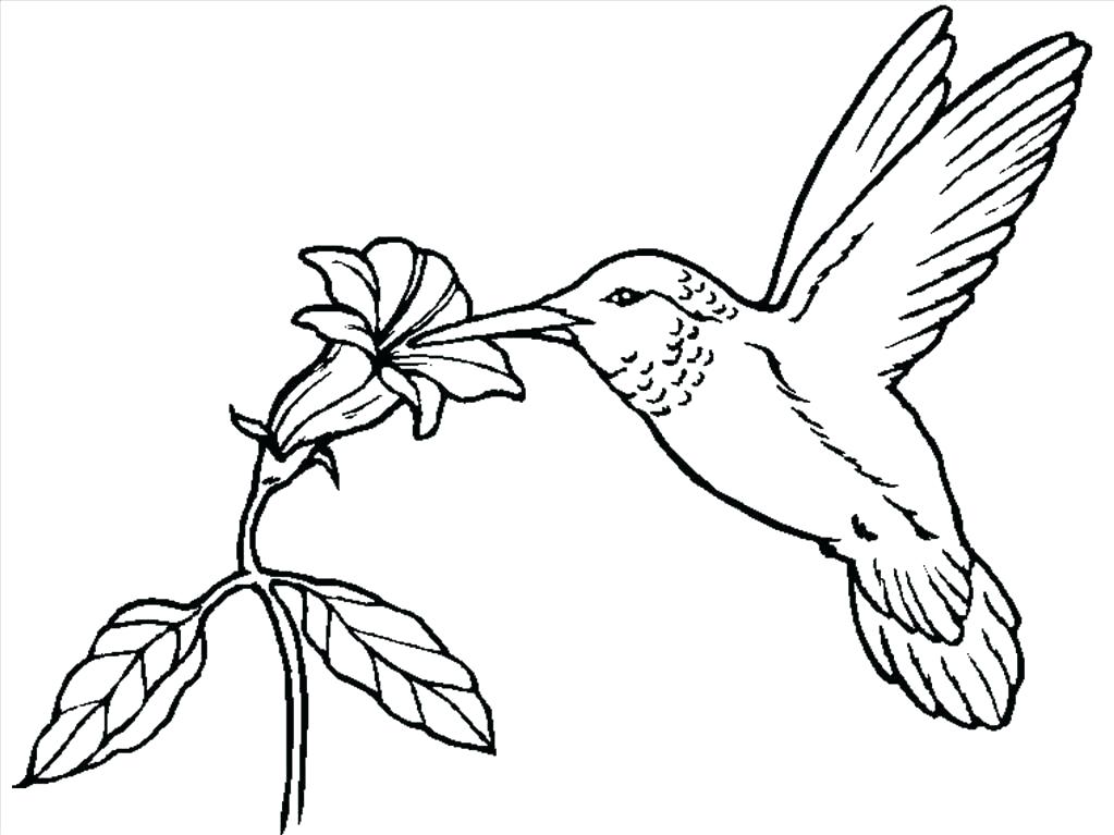 1023x767 Coloring Pages Of Hummingbirds Hummingbird Coloring Pages To Print