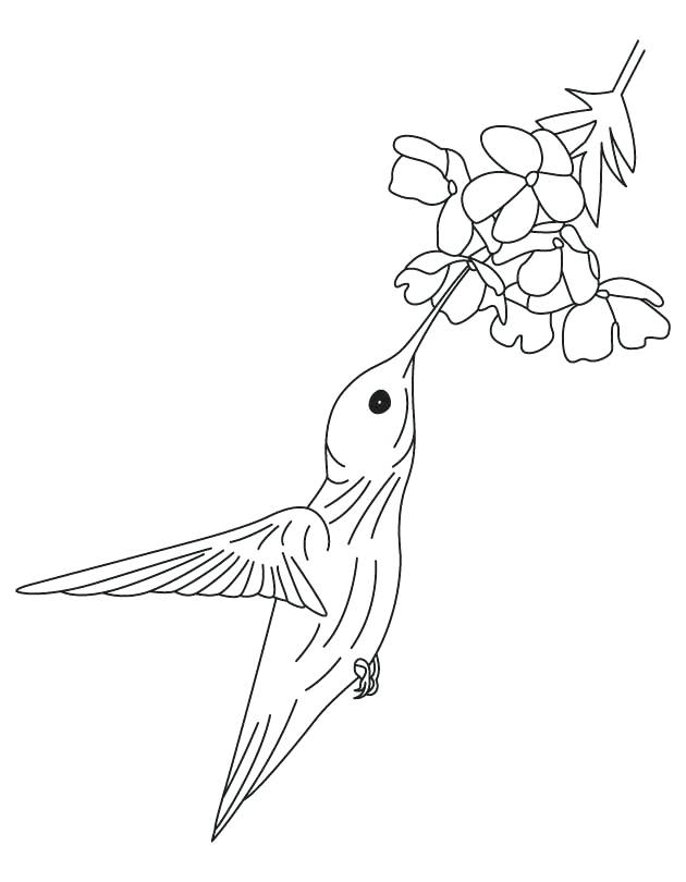 630x810 Enchanting Coloring Pages Of Hummingbirds Hummingbird And Flower
