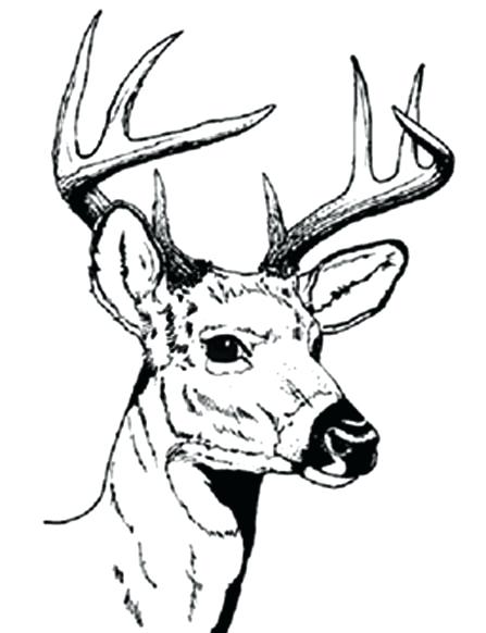 447x582 Hunting Coloring Pages Deer Coloring Sheets Deer Hunting Coloring