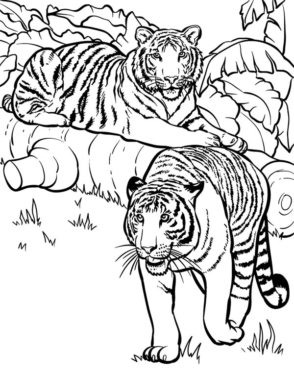 600x763 Two Tigers Ready For Hunting Coloring Page