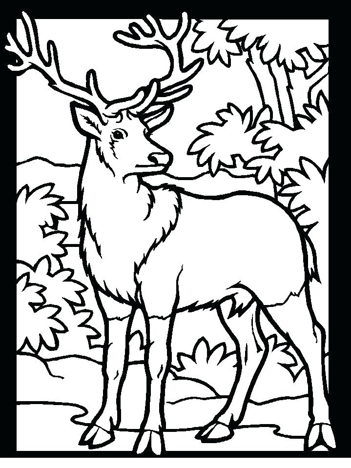 719x959 Deer Printable Coloring Pages Printable Coloring Pages Deer