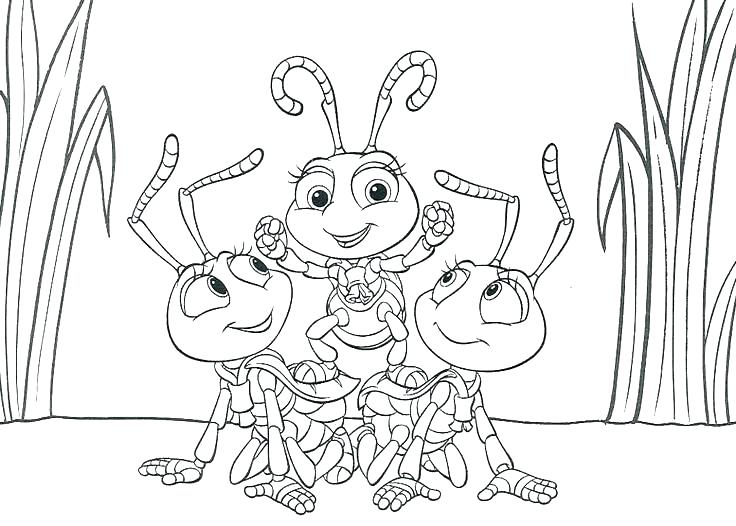 736x526 Insect Coloring Page Bug Coloring Page Insect Coloring Pages