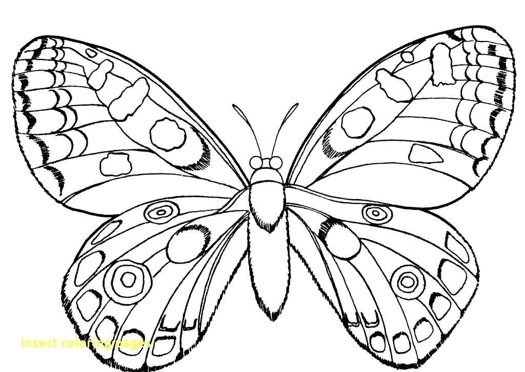 1024x727 Insect Lessons For Kindergarten Kids Coloring Insect Coloring