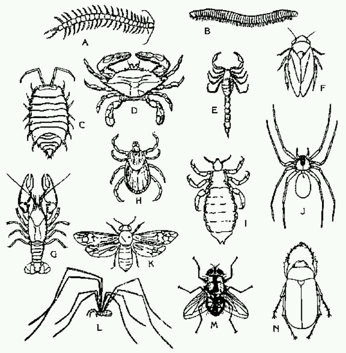 705x720 Security Insect Coloring Pages Insects Free