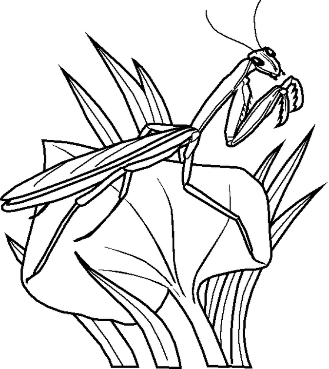 675x757 Top Insect Coloring Pages