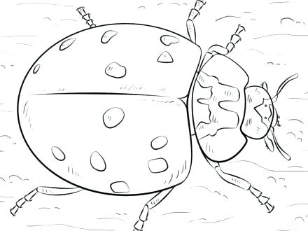 440x330 Coloring Page Ladybug Grandmaman Site