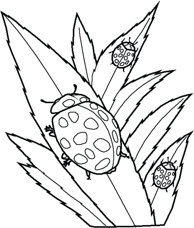675x791 Ladybug Coloring Pages Free