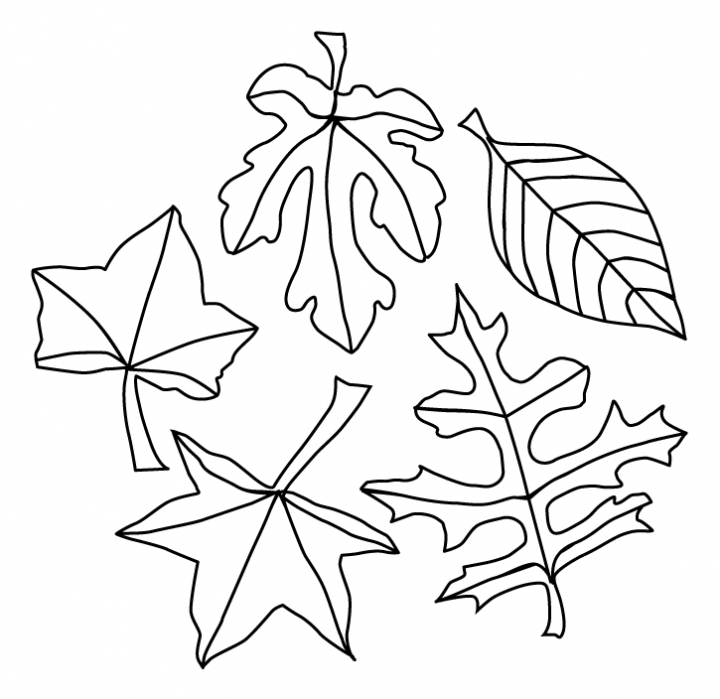 720x699 Free Leaf Coloring Pages Best Fall Leaves Coloring Pages