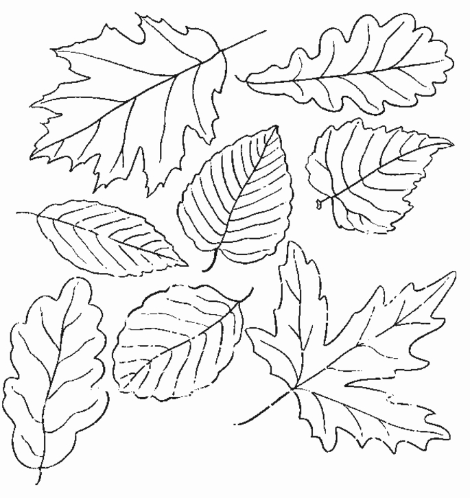 685x726 Coloring Pages Leaves Fall Interesting Leaf Coloring Pages