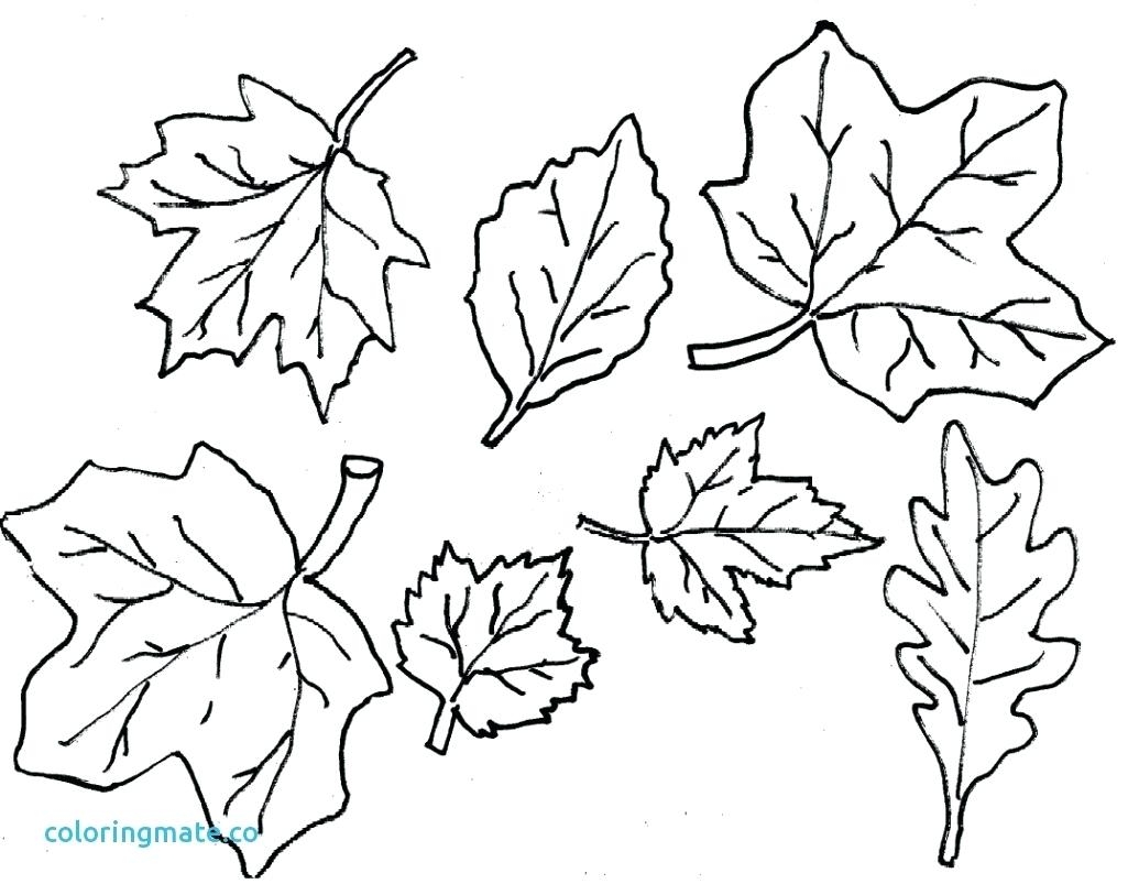 1025x813 Cool Coloring Printable Leaves Coloring Pages Free Leaf Color