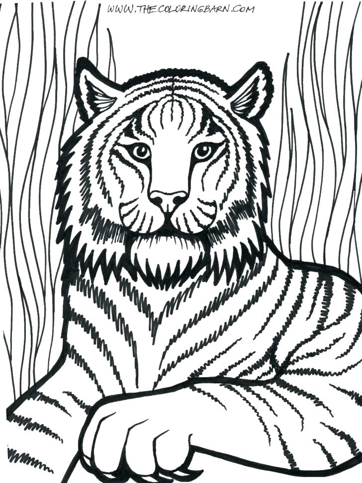 728x971 Coloring Pages Of Lions Coloring Pictures Of Lions Lion Coloring