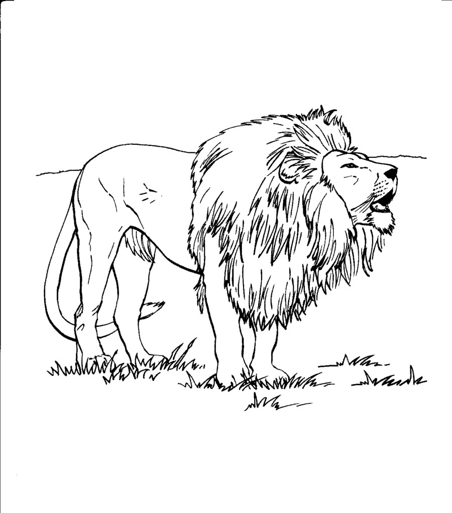 900x1020 Free Printable Lion Coloring Pages For Kids Coloring Pages Lions
